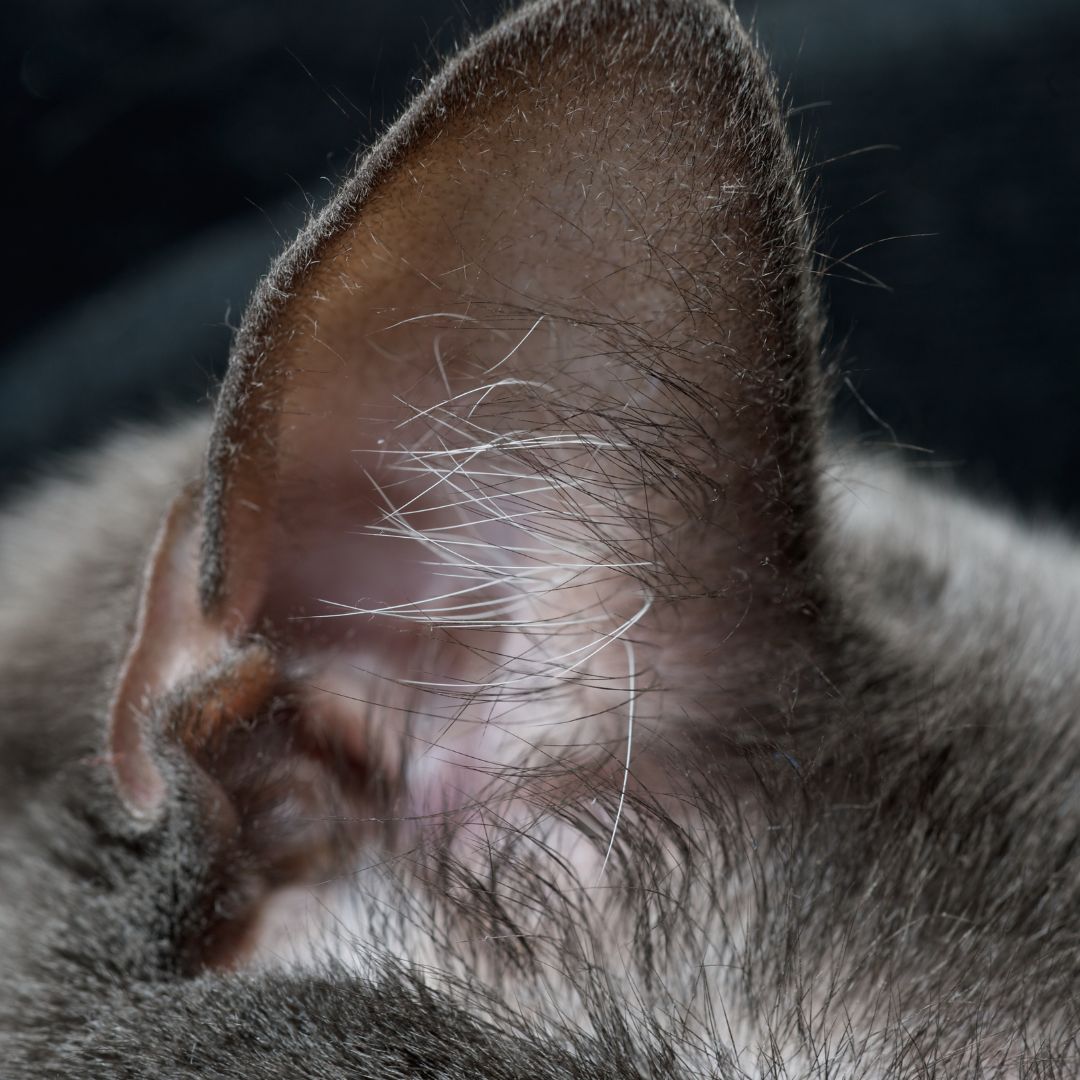 Pourquoi mon chat a les oreilles sales ?